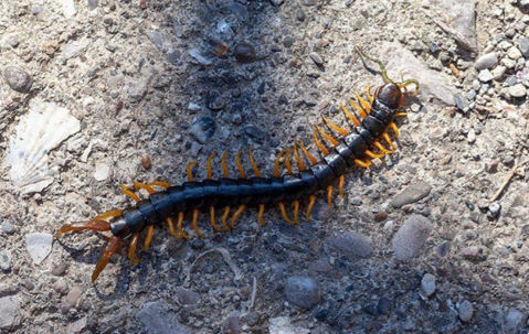 Centipede on a rock